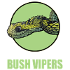 Buschvipern Buschviper