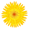 Yellow Dandelion Blossom Summer Motif