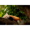 Roter Panda