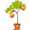 Kleiner Orangenbaum im Blumentopf