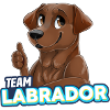 TEAM Labrador - Chocolat