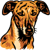 Galgo Español – Spanish Grace