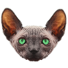 nacktkatze, sphings katze
