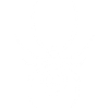 White spider and skull