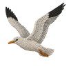 Seagull