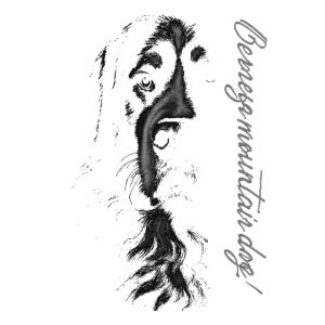 Bernese mountain dog