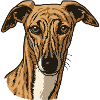 Galgo Espanol - Portrait - Mari