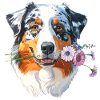 Aussie with flowers
