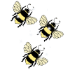 Bees Insects Bee