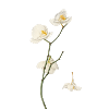 Elegant White Orchid Flower