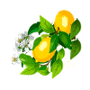 zitrone,amalfi,blüte,illustration, malerei