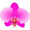 orchidée rose