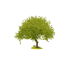 Arbre d’été vert