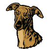Galgo Español – Pride & Beauty