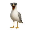 Screaming Seagull with Sunglasses