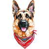 German Shepherd with Bandana