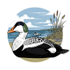 Eider Duck Somateria Mollissima
