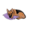 German Shepherd Steals Heart and Bed