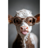 Cool Calf with Attitude