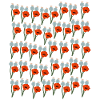 California Poppies Wildflowers Poppies