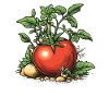 Tomato with nature details