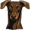 Stolzer Windhund – Edler Blick