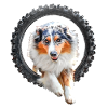 Australian Shepherd Agility