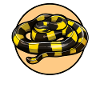 Banded Krait Gebänderter Krait