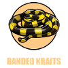 Banded Krait Gebänderter Krait