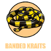 Banded Krait Gebänderter Krait