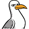Seagull View