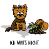 Dog Yorkshire Terrier – It wasn't me!