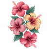 Tropical Hibiscus Flowers Splendor