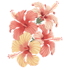 Exotic Hibiscus Flowers Inspiration