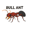 Bull Ant