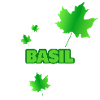 Fortwirt Basil