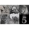 Africa's Big 5