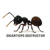 Gigantiops destructor