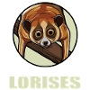 Plumploris Loris