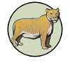 Ligers Liger
