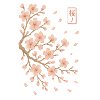 Japanische Kirschblüten im Wind