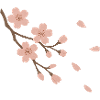Japanische Kirschblüten
