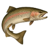 Fish Fishing