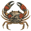 Yakuza Crab – Ink on Shell