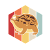 Desert Rain Frog Frosch