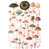 Mushrooms Collection Illustration