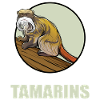 Tamarine Tamarin