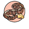 Gabon Vipers Gabon Vipers