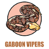 Gabon Vipers Gabon Vipers
