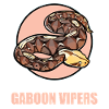 Gabon Vipers Gabon Vipers